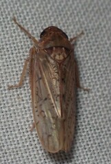 Ponana rubida