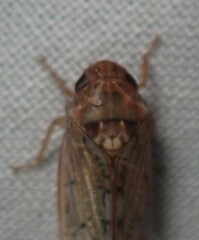 Ponana rubida