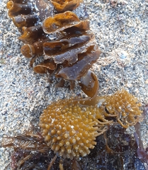 Saccorhiza polyschides