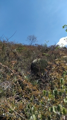 Echinocactus platyacanthus