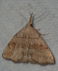 Phalaenostola metonalis