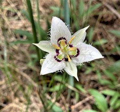 Calochortus lyallii
