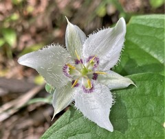 Calochortus lyallii