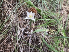 Calochortus lyallii
