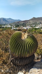 Echinocactus platyacanthus
