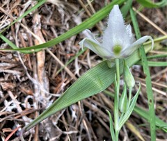 Calochortus lyallii