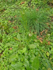 Cardamine hirsuta