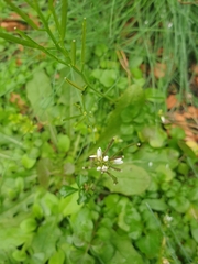 Cardamine hirsuta
