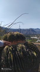 Echinocactus platyacanthus