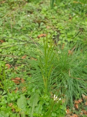 Cardamine hirsuta