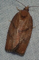 Argyrotaenia juglandana