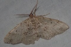 Melanolophia