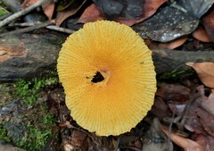 Leucocoprinus