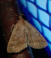 Zanclognatha jacchusalis
