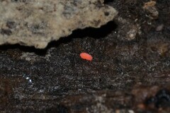 Bilobella braunerae