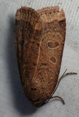 Abagrotis cupida