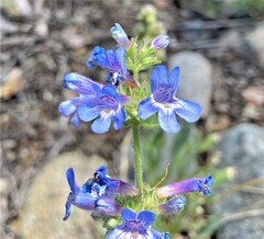 Penstemon pruinosus