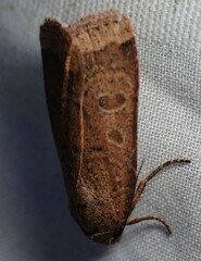 Abagrotis cupida