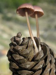 Mycena seynii