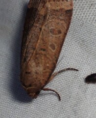 Abagrotis cupida