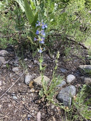 Penstemon pruinosus