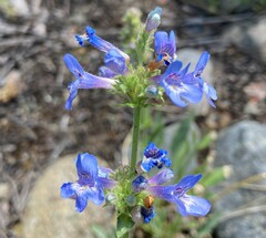 Penstemon pruinosus