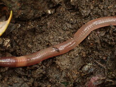 Lumbricidae
