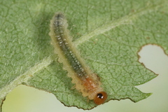 Cladius compressicornis