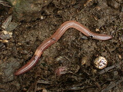Lumbricidae