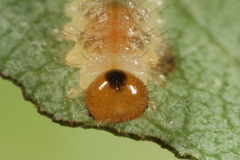 Cladius compressicornis