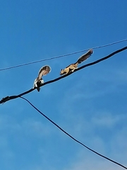 Sciurus variegatoides helveolus