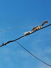 Sciurus variegatoides helveolus