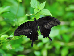 Papilio helenus