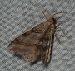 Macaria multilineata
