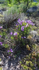 Lathyrus magellanicus