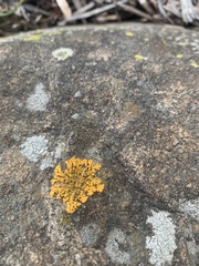 Xanthorioideae