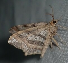 Macaria multilineata