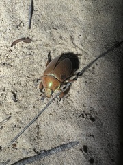 Anoplognathus montanus