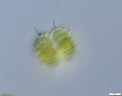 Spinocosmarium quadridens