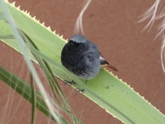 Phoenicurus ochruros