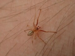 Cryptachaea meraukensis