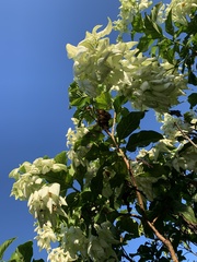 Mussaenda philippica