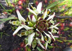 Disa bivalvata