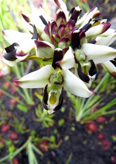 Disa bivalvata