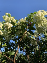 Mussaenda philippica