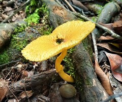 Leucocoprinus