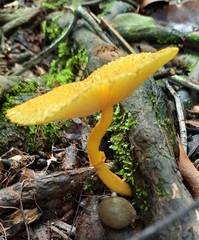 Leucocoprinus