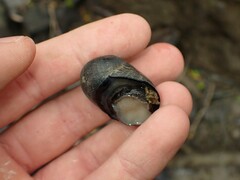Nerita melanotragus