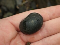 Nerita melanotragus
