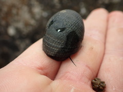 Nerita melanotragus